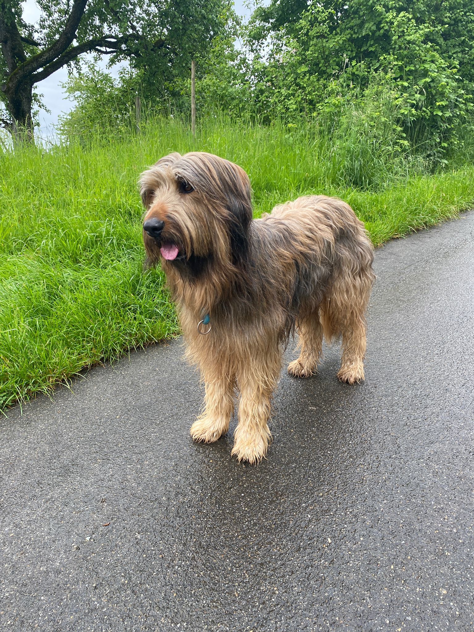 Wäller von der Straubenhalde